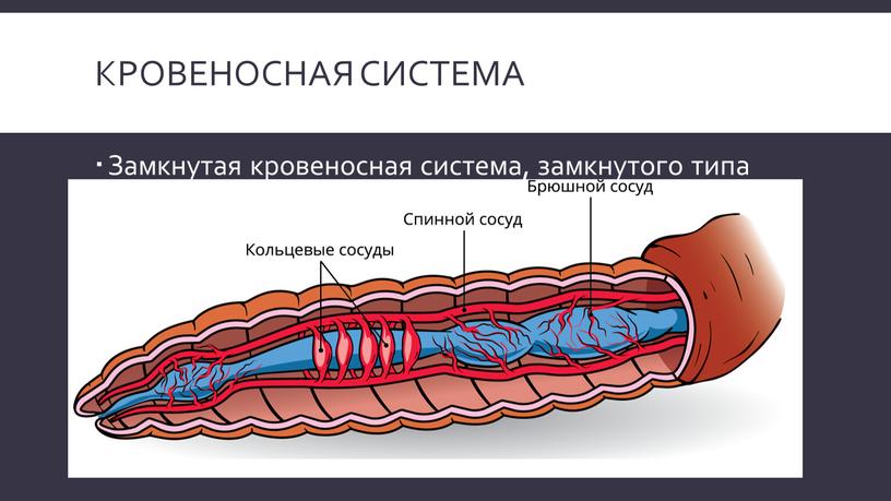 Кровеносная система Замкнутая кровеносная система, замкнутого типа