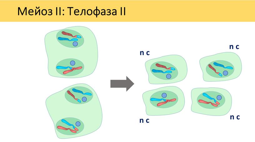 Мейоз II: Телофаза II n c n c n c n c