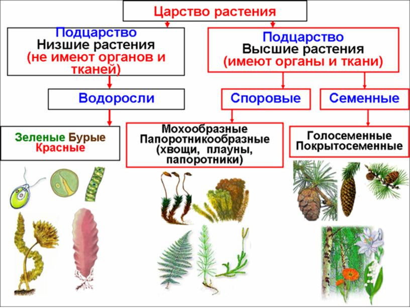 Царства растений