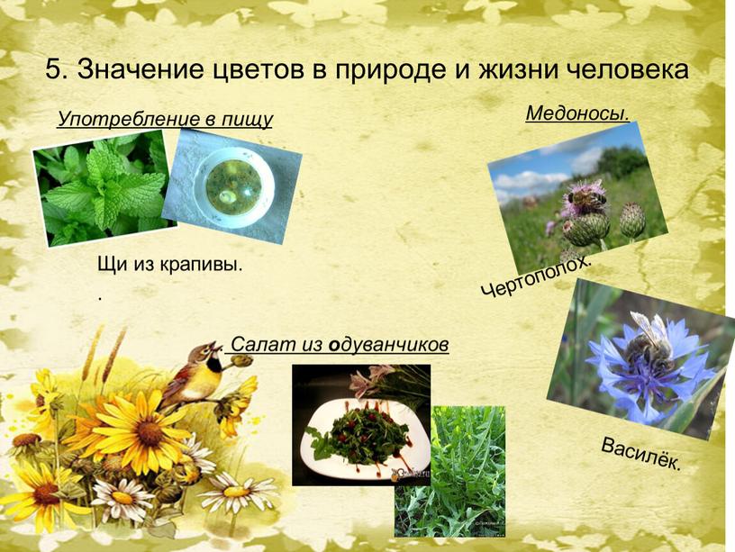 Значение цветов в природе и жизни человека