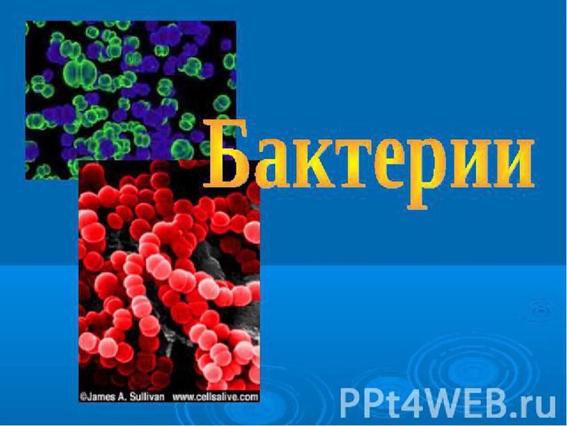 Презентация  к уроку "Бактерии"