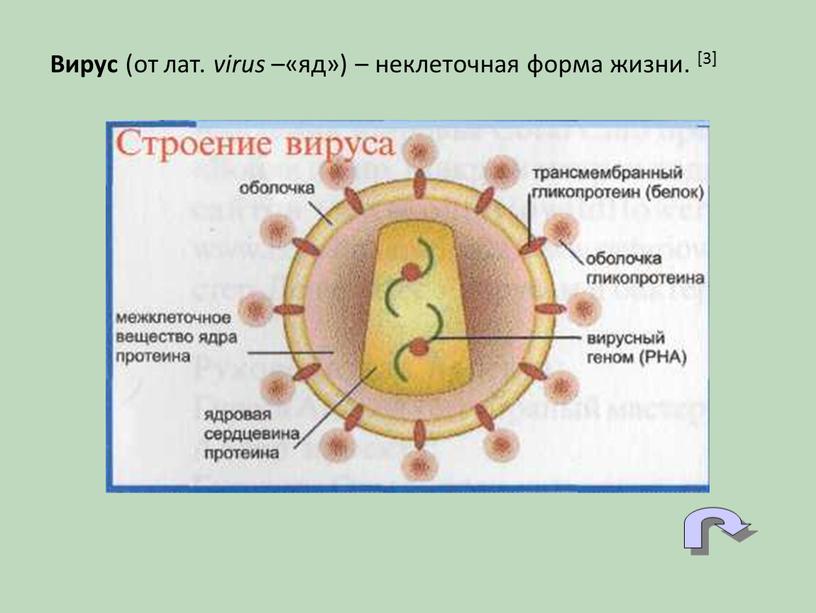 Вирус (от лат. virus –«яд») – неклеточная форма жизни