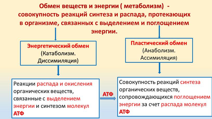 Энергетический обмен (Катаболизм