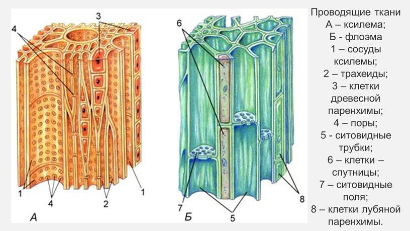 Проводящие ткани А – ксилема;