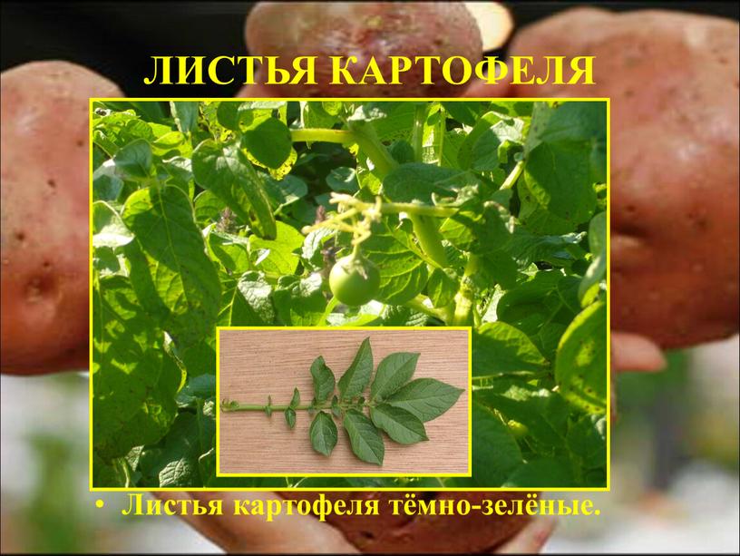 ЛИСТЬЯ КАРТОФЕЛЯ Листья картофеля тёмно-зелёные