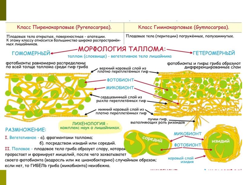 Лишайники, 7 класс, биология