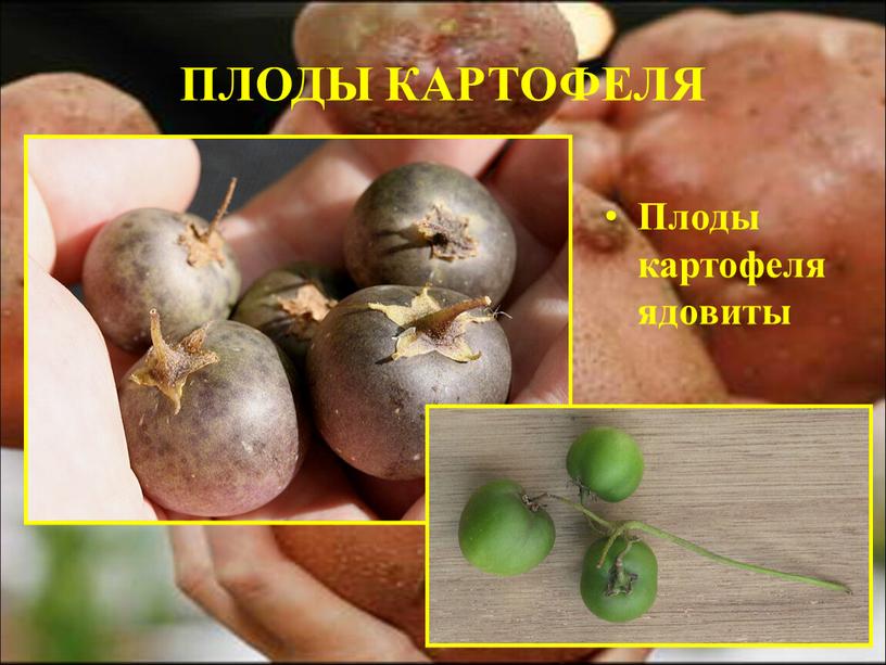 ПЛОДЫ КАРТОФЕЛЯ Плоды картофеля ядовиты