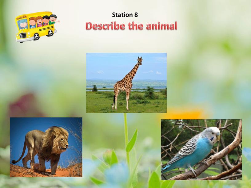 Describe the animal Station 8