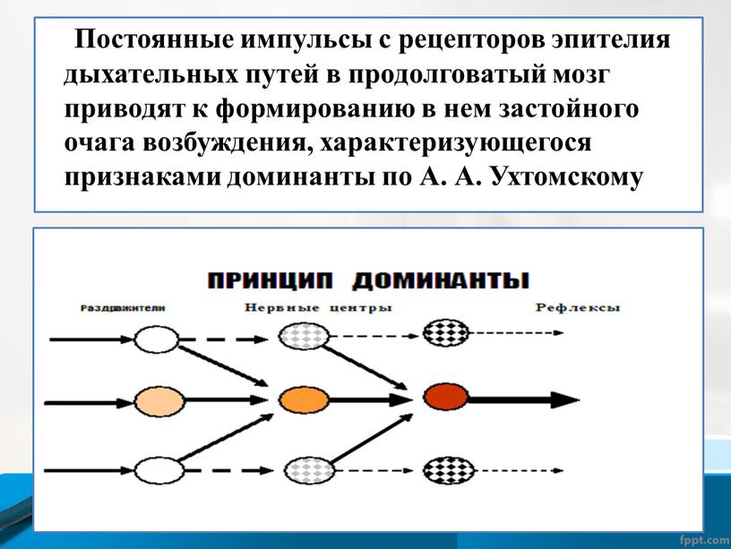 Постоянные импульсы с рецепторов эпителия дыхательных путей в продолговатый мозг приводят к формированию в нем застойного очага возбуждения, характеризующегося признаками доминанты по