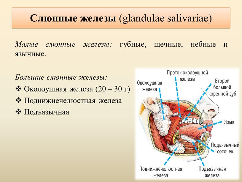 Слюнные железы (glandulae salivariae)