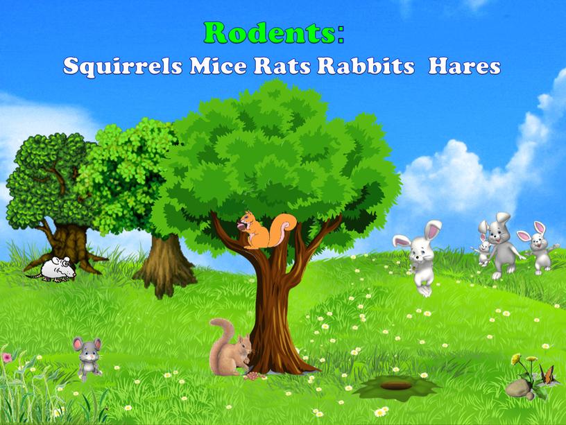 Rodents : Squirrels Mice Rats Rabbits