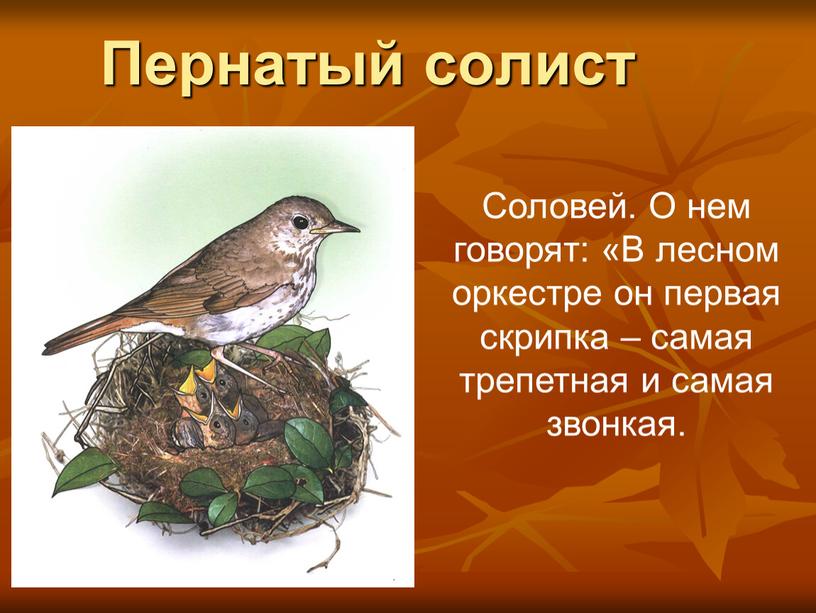 Пернатый солист Соловей. О нем говорят: «В лесном оркестре он первая скрипка – самая трепетная и самая звонкая