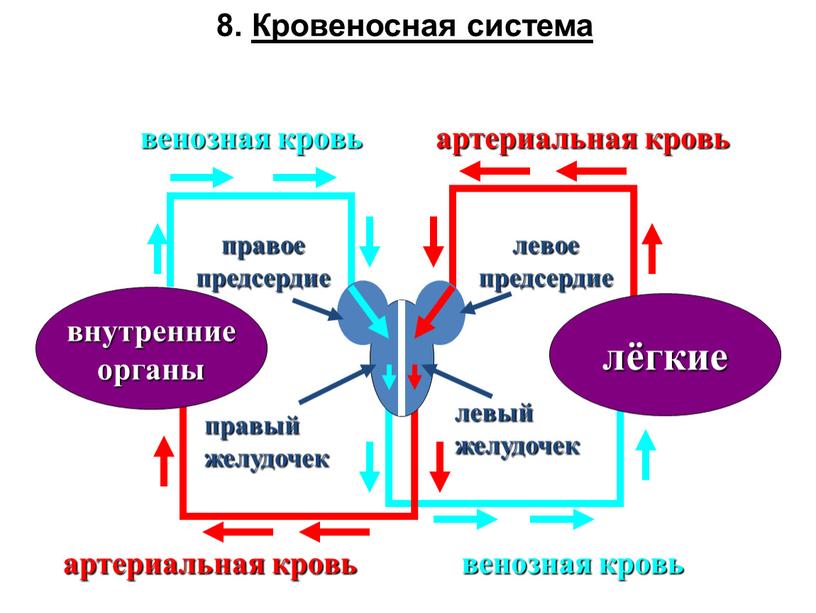 Кровеносная система лёгкие внутренние органы правый желудочек правое предсердие левое предсердие артериальная кровь венозная кровь артериальная кровь венозная кровь левый желудочек