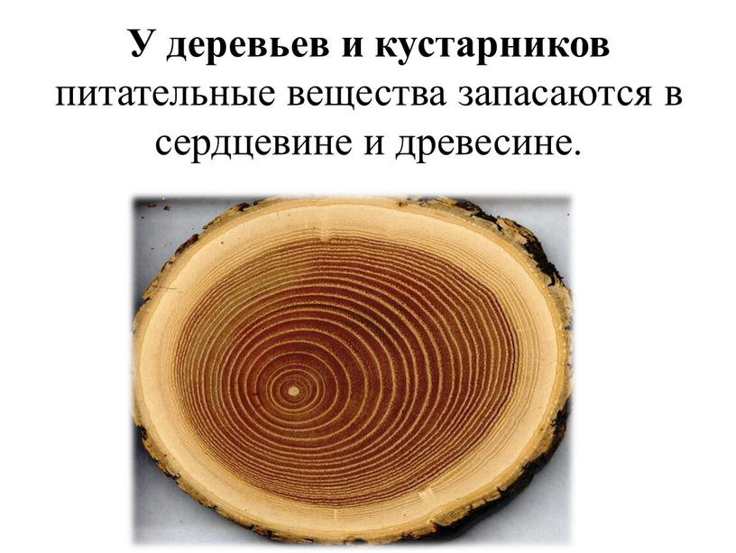 У деревьев и кустарников питательные вещества запасаются в сердцевине и древесине