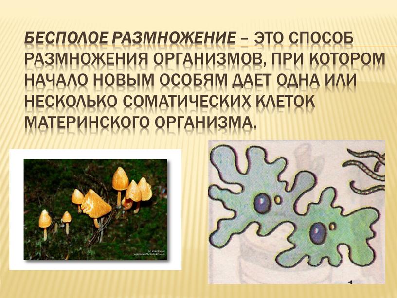 Бесполое размножение – это способ размножения организмов, при котором начало новым особям дает одна или несколько соматических клеток материнского организма