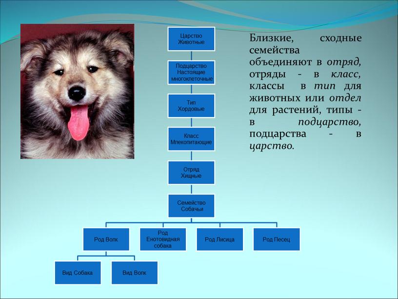 Близкие, сходные семейства объединяют в отряд, отряды - в класс, классы ­ в тип для животных или отдел для растений, типы - в подцарство, подцарства…