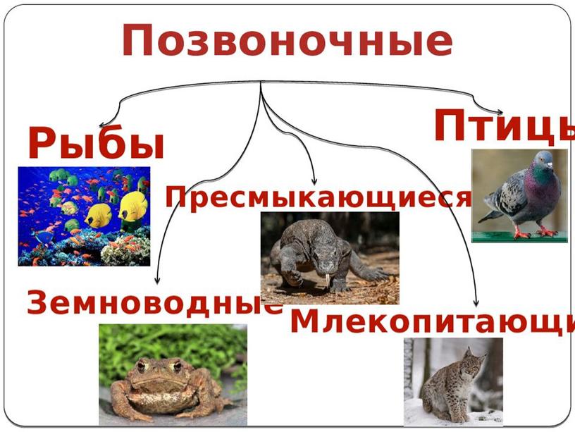 Презентация по окружающему миру по теме "Разнообразие животных".