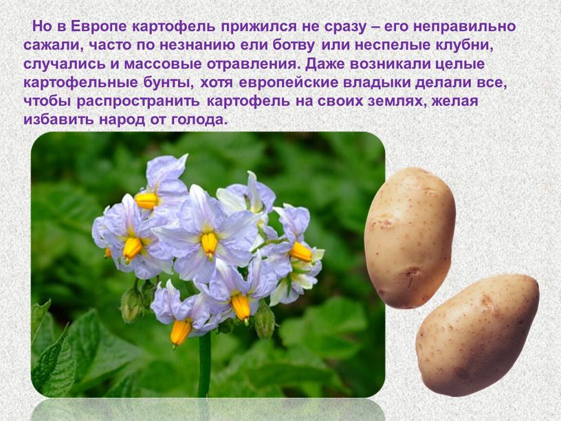 Но в Европе картофель прижился не сразу – его неправильно сажали, часто по незнанию ели ботву или неспелые клубни, случались и массовые отравления