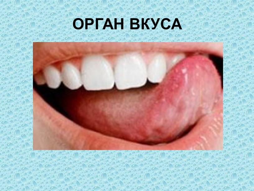 ОРГАН ВКУСА