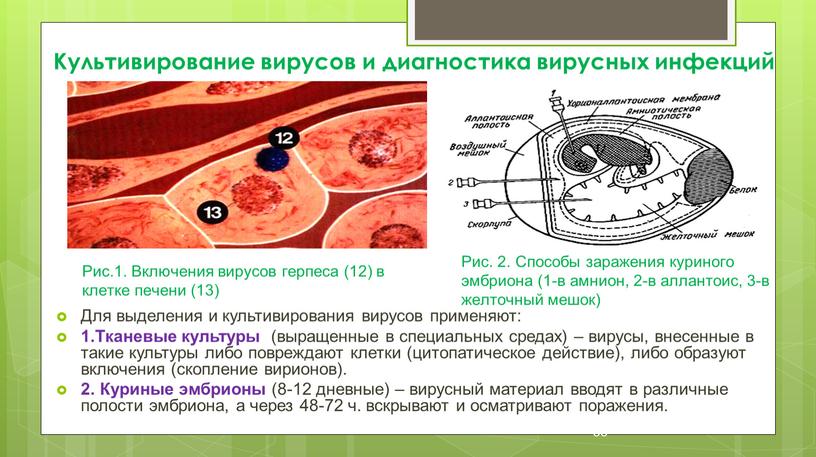 Культивирование вирусов и диагностика вирусных инфекций