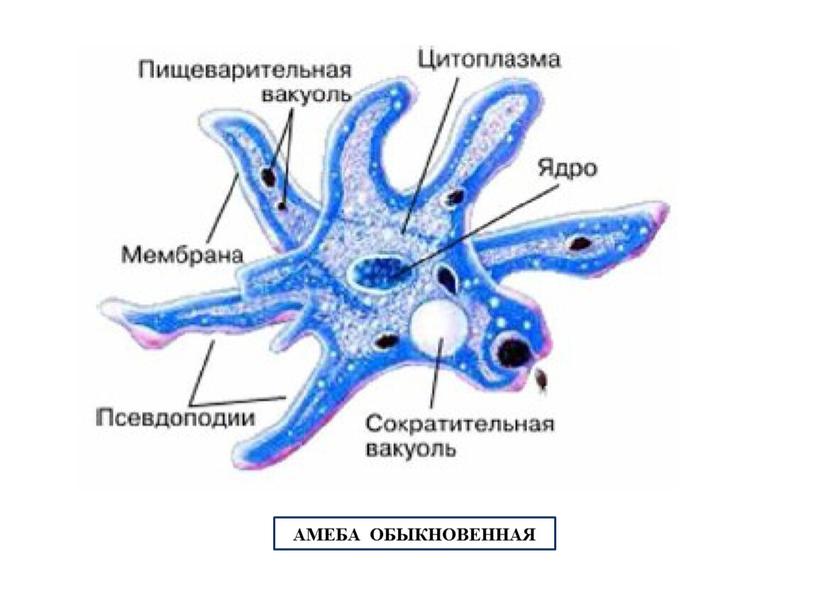 АМЕБА ОБЫКНОВЕННАЯ