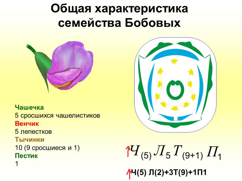 Общая характеристика семейства