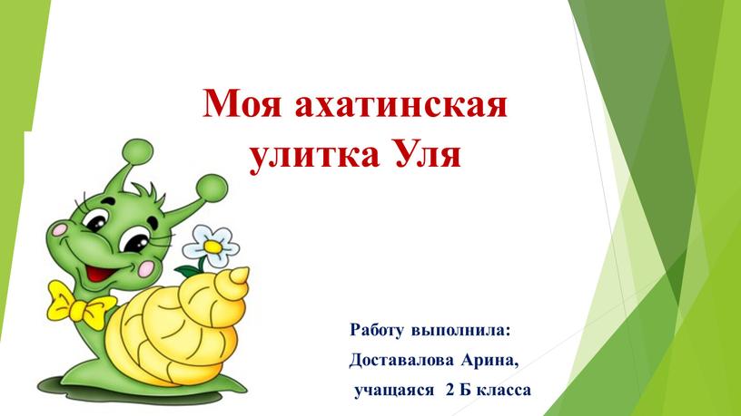 Моя ахатинская улитка Уля Работу выполнила: