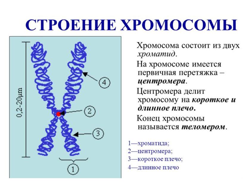 Презентация Основы генетики