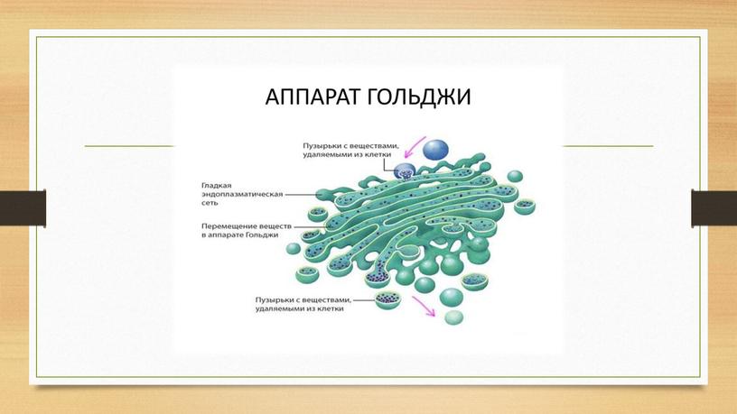 Методическая разработка урока на тему "Строение и химический состав клетки"