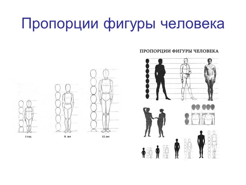 Пропорции фигуры человека