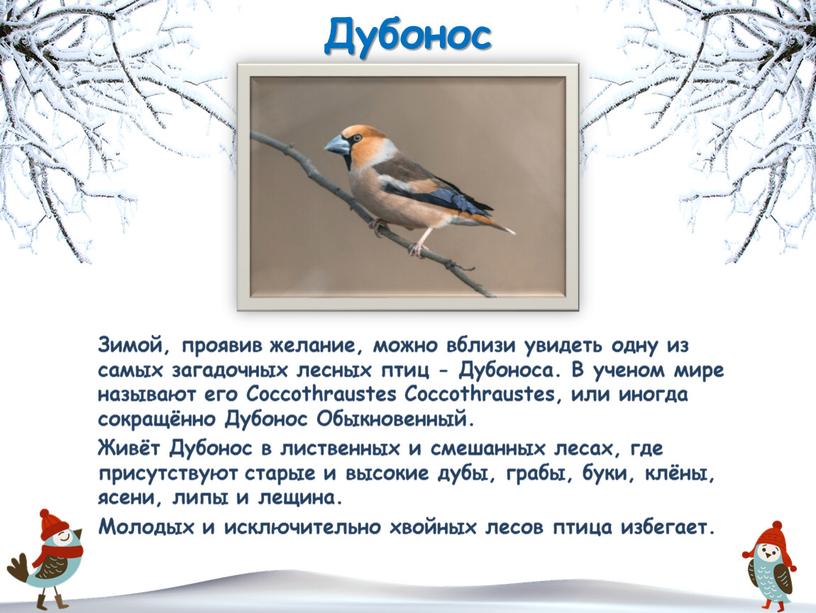 Дубонос Зимой, проявив желание, можно вблизи увидеть одну из самых загадочных лесных птиц -