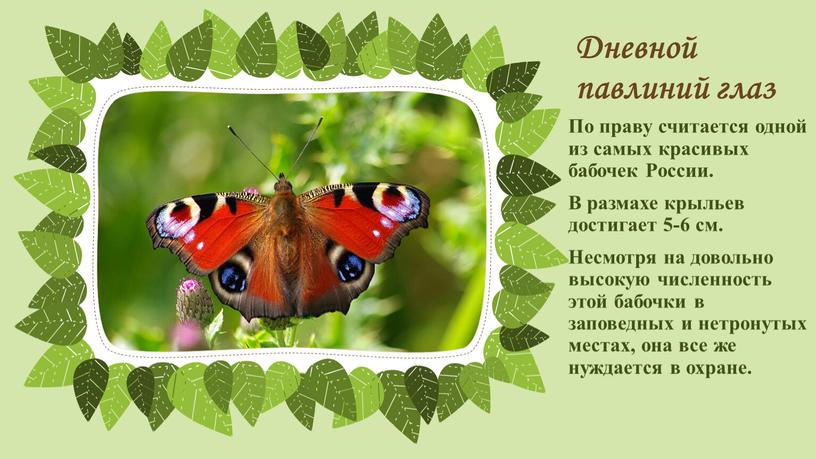 Дневной павлиний глаз По праву считается одной из самых красивых бабочек