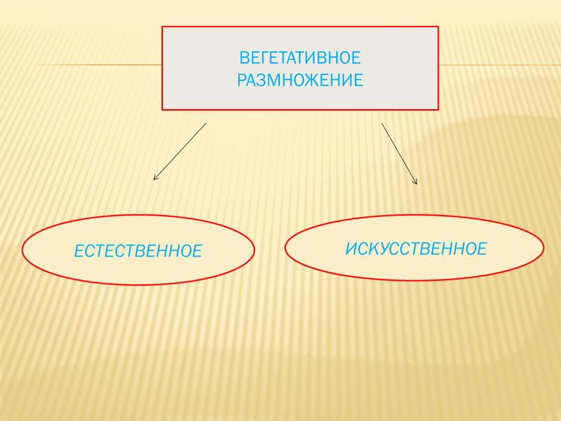 ЕСТЕСТВЕННОЕ ИСКУССТВЕННОЕ ВЕГЕТАТИВНОЕ