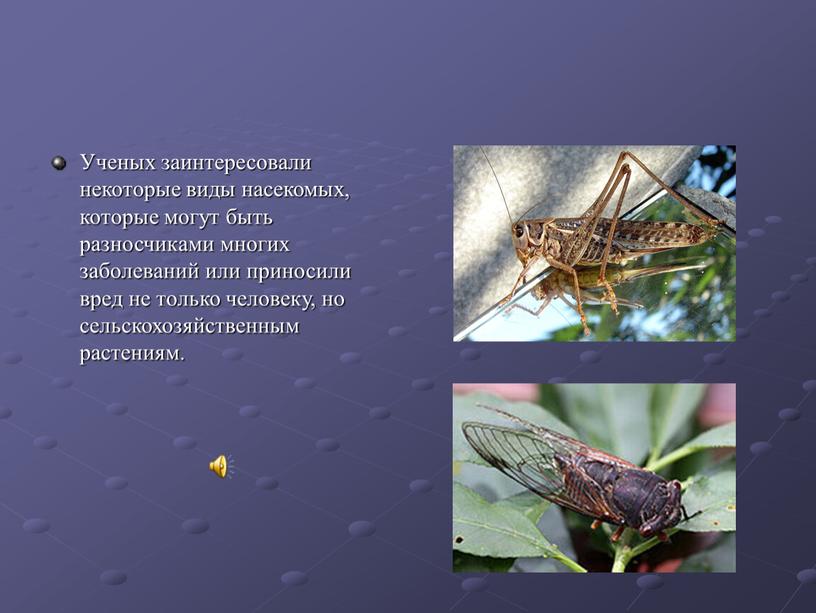 Ученых заинтересовали некоторые виды насекомых, которые могут быть разносчиками многих заболеваний или приносили вред не только человеку, но сельскохозяйственным растениям
