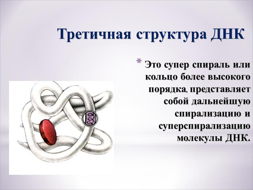 Это супер спираль или кольцо более высокого порядка, представляет собой дальнейшую спирализацию и суперспирализацию молекулы