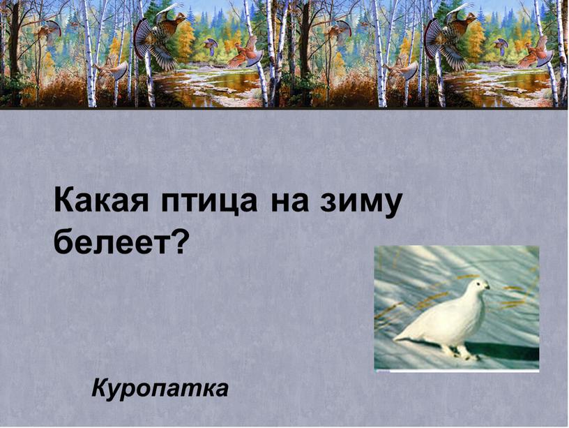 Какая птица на зиму белеет? Куропатка