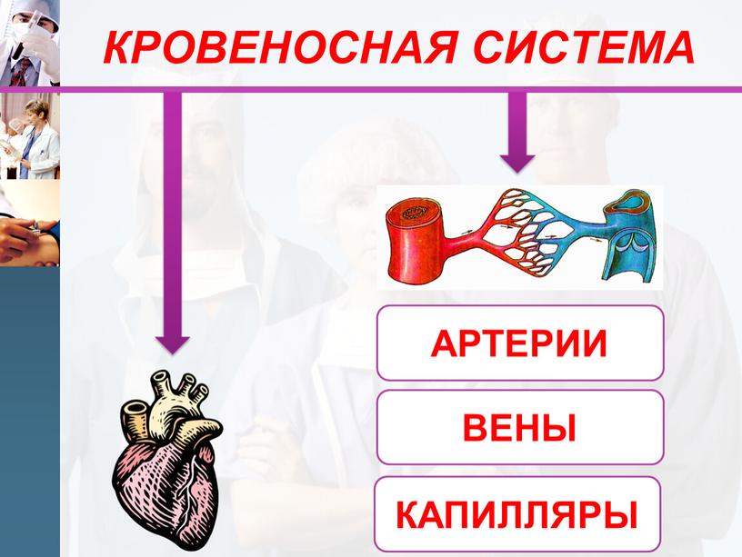 КРОВЕНОСНАЯ СИСТЕМА АРТЕРИИ ВЕНЫ