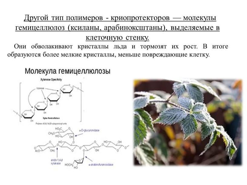Другой тип полимеров - криопротекторов — молекулы гемицеллюлоз (ксиланы, арабиноксштаны), выделяемые в клеточную стенку