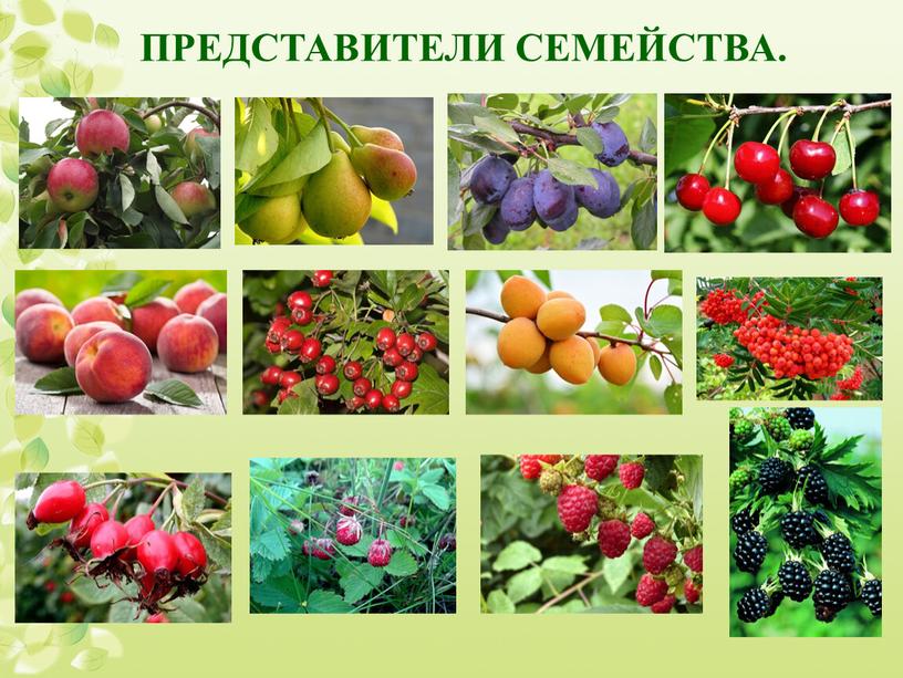 ПРЕДСТАВИТЕЛИ СЕМЕЙСТВА.