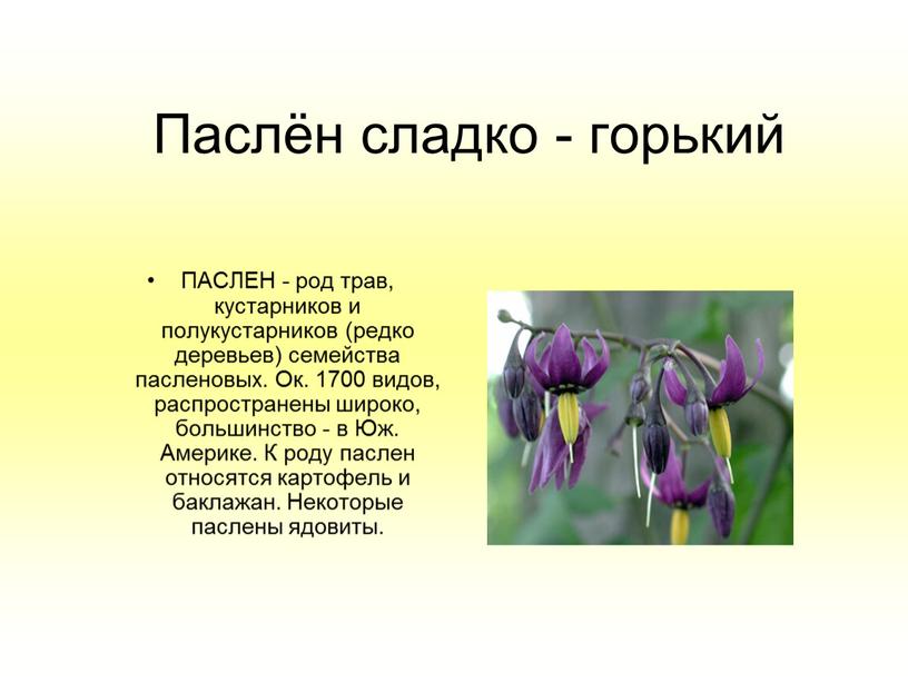 Паслён сладко - горький ПАСЛЕН - род трав, кустарников и полукустарников (редко деревьев) семейства пасленовых