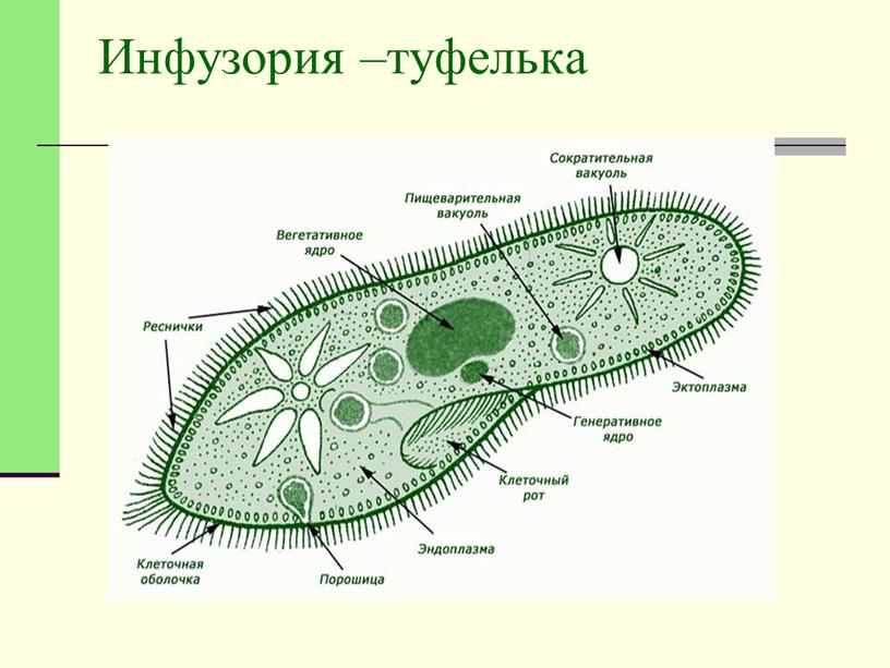 Инфузория –туфелька