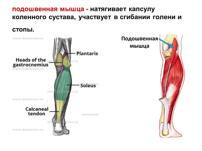 подошвенная мышца - натягивает капсулу коленного сустава, участвует в сгибании голени и стопы.