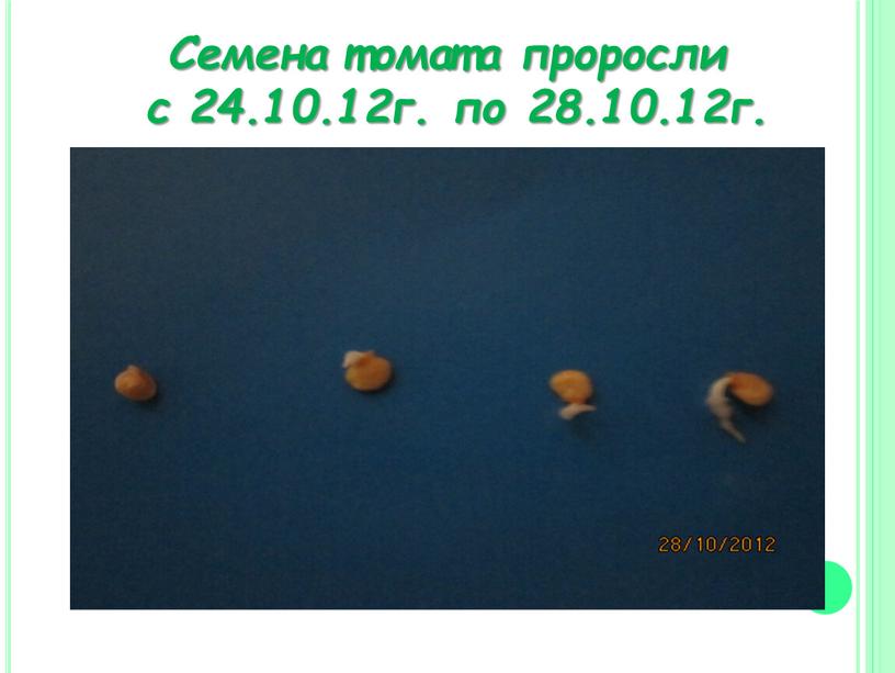 Семена томата проросли с 24.10
