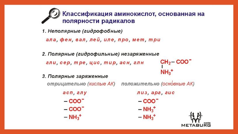 Презентация на тему "Строение и функции белков"