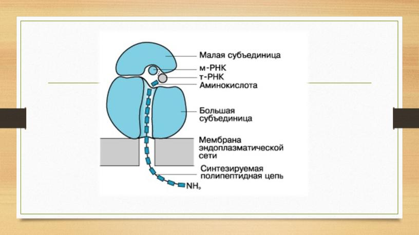 Методическая разработка урока на тему "Строение и химический состав клетки"