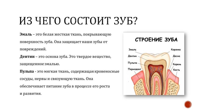 Из чего состоит зуб? Эмаль – это белая жесткая ткань, покрывающую поверхность зуба