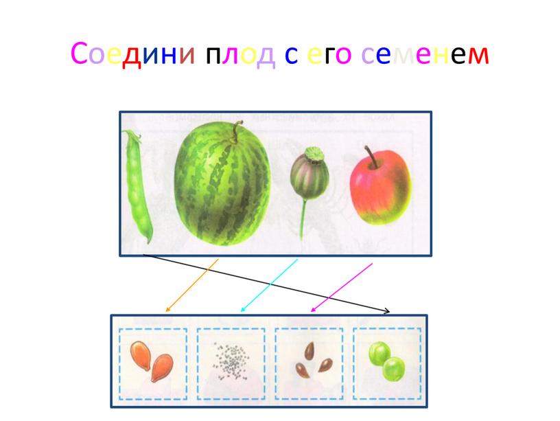 Соедини плод с его семенем