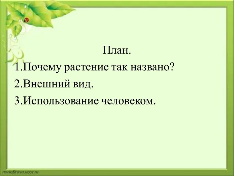 План. 1.Почему растение так названо? 2