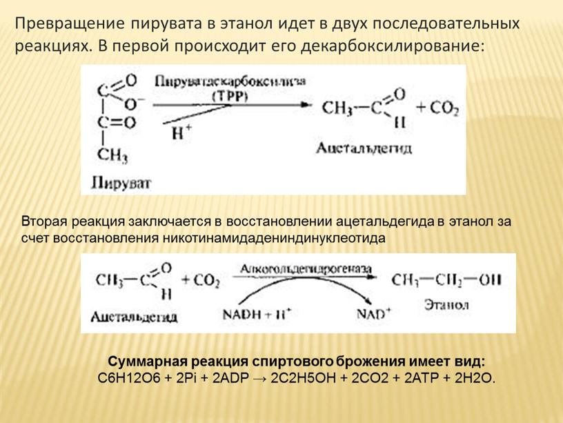Превращение пирувата в этанол идет в двух последовательных реакциях