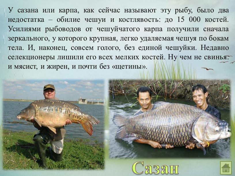 Сазан У сазана или карпа, как сейчас называют эту рыбу, было два недостатка – обилие чешуи и костлявость: до 15 000 костей